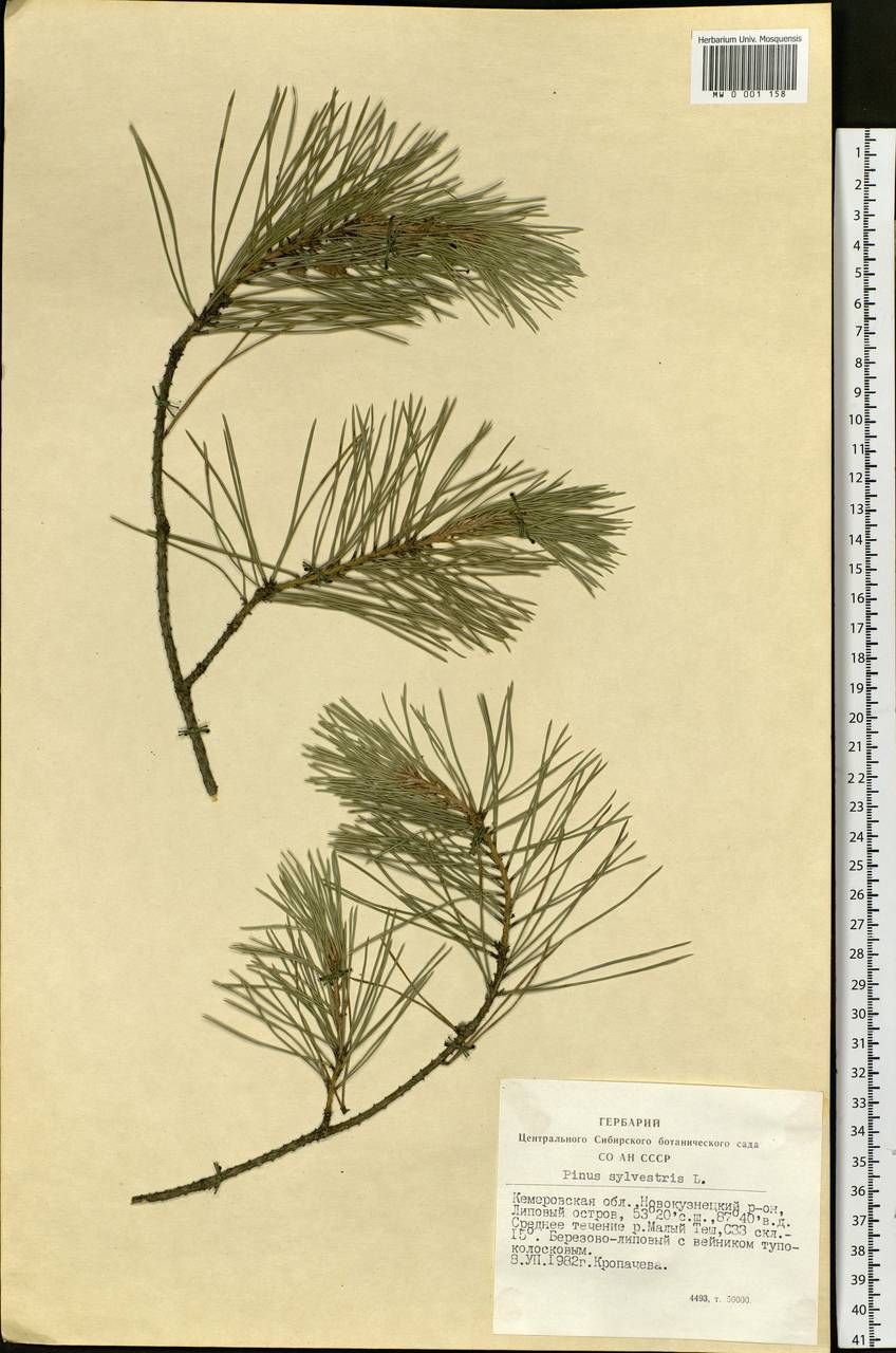 Pinus sylvestris L., Siberia, Altai & Sayany Mountains (S2) (Russia)