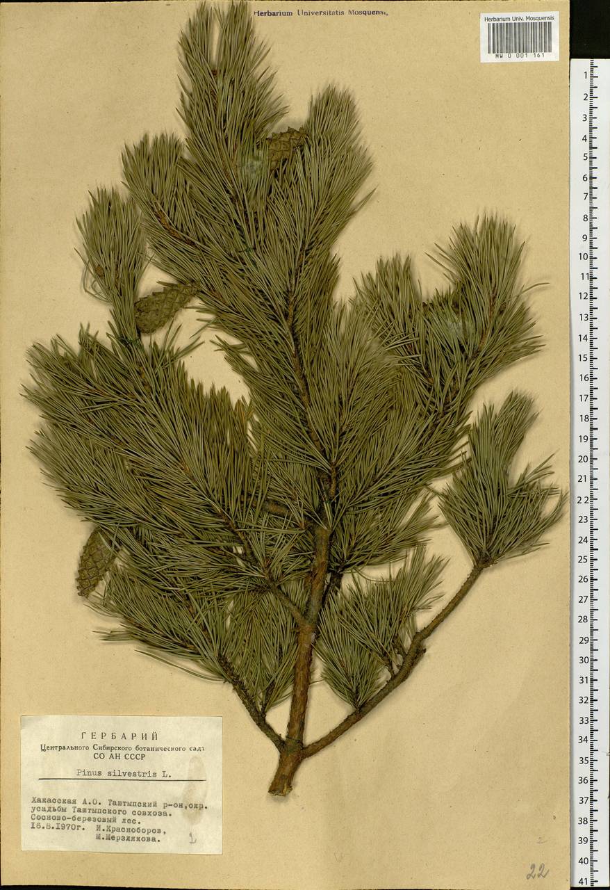 Pinus sylvestris L., Siberia, Altai & Sayany Mountains (S2) (Russia)