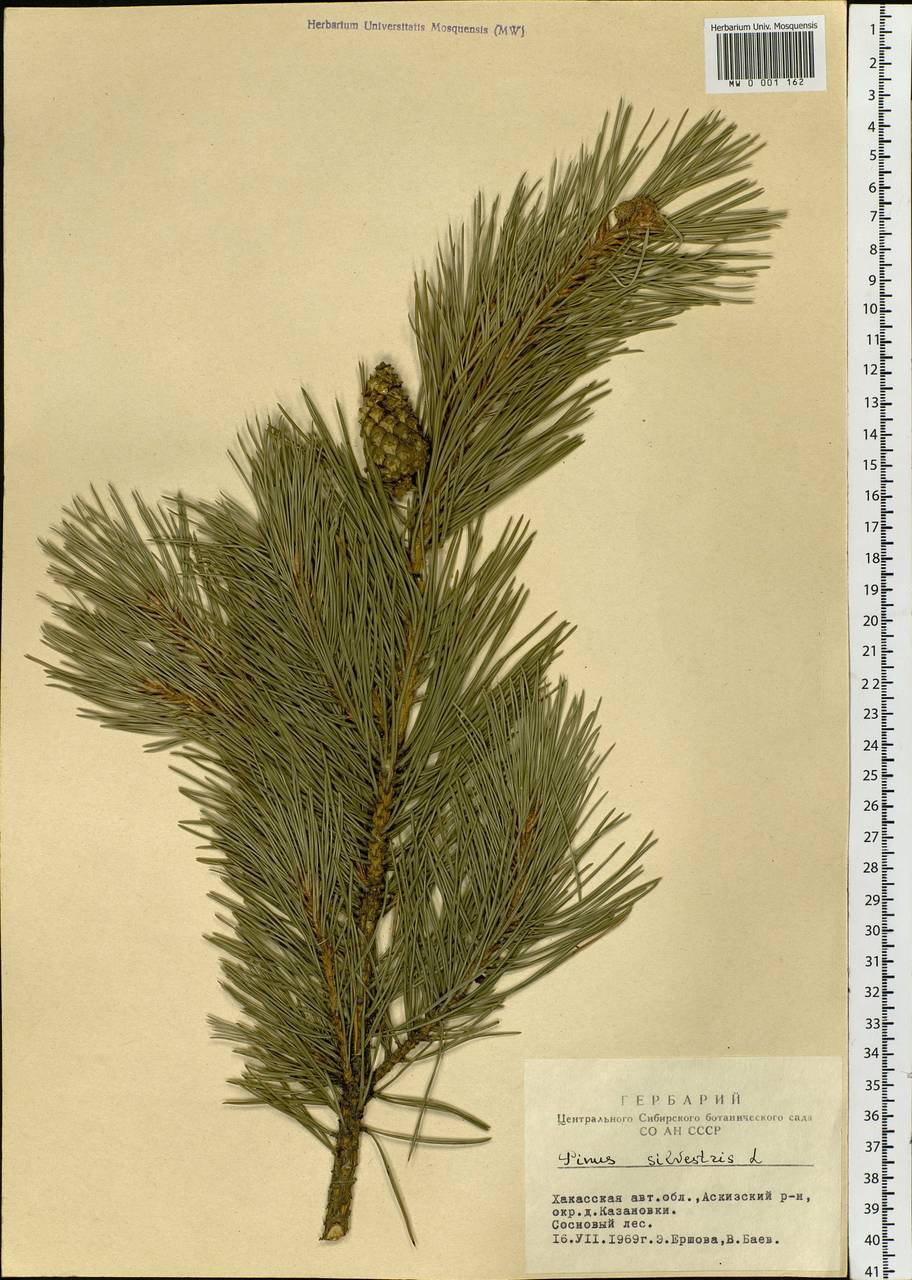 Pinus sylvestris L., Siberia, Altai & Sayany Mountains (S2) (Russia)