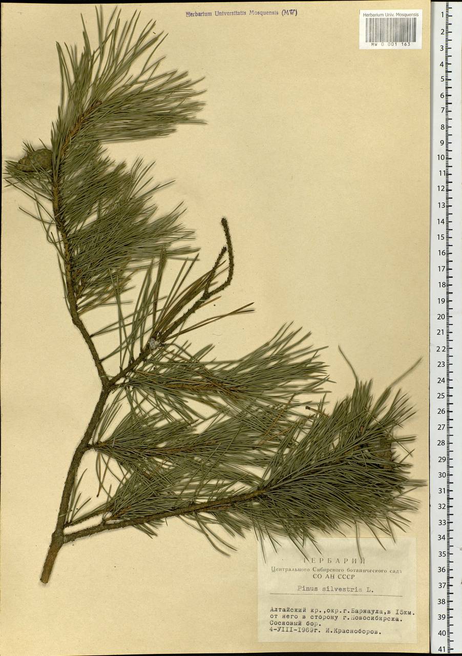 Pinus sylvestris L., Siberia, Altai & Sayany Mountains (S2) (Russia)