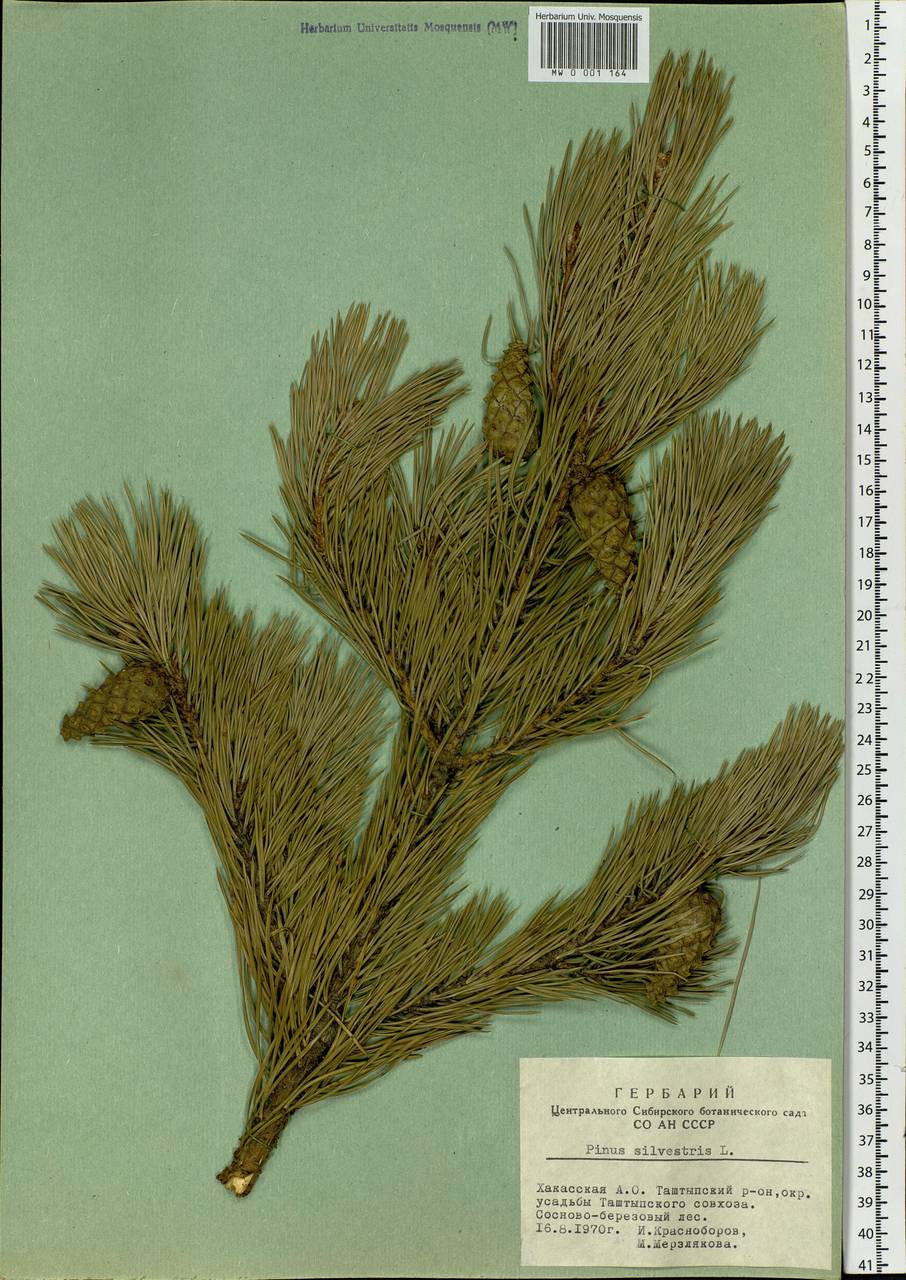 Pinus sylvestris L., Siberia, Altai & Sayany Mountains (S2) (Russia)