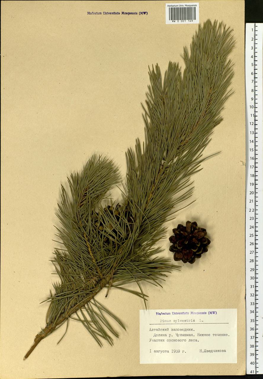 Pinus sylvestris L., Siberia, Altai & Sayany Mountains (S2) (Russia)