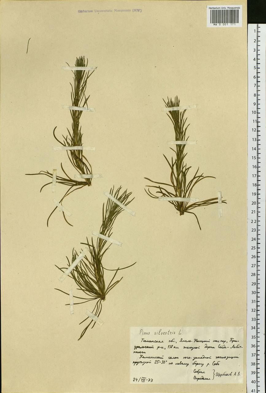 Pinus sylvestris L., Siberia, Western Siberia (S1) (Russia)