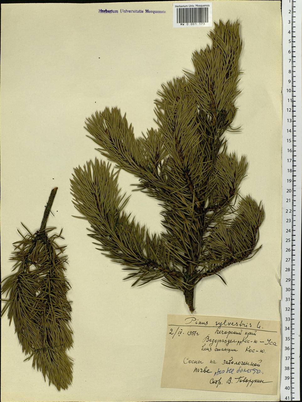 Pinus sylvestris L., Eastern Europe, Northern region (E1) (Russia)