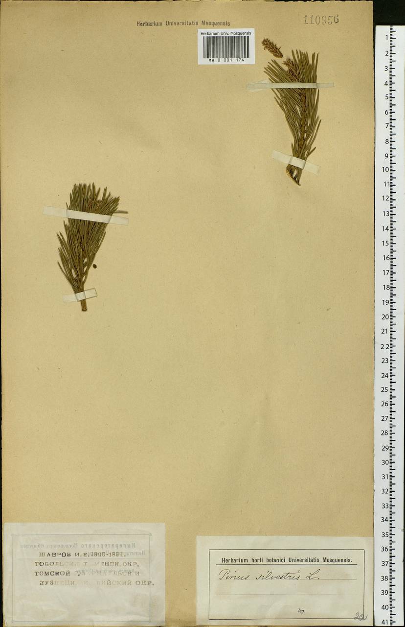 Pinus sylvestris L., Siberia, Altai & Sayany Mountains (S2) (Russia)