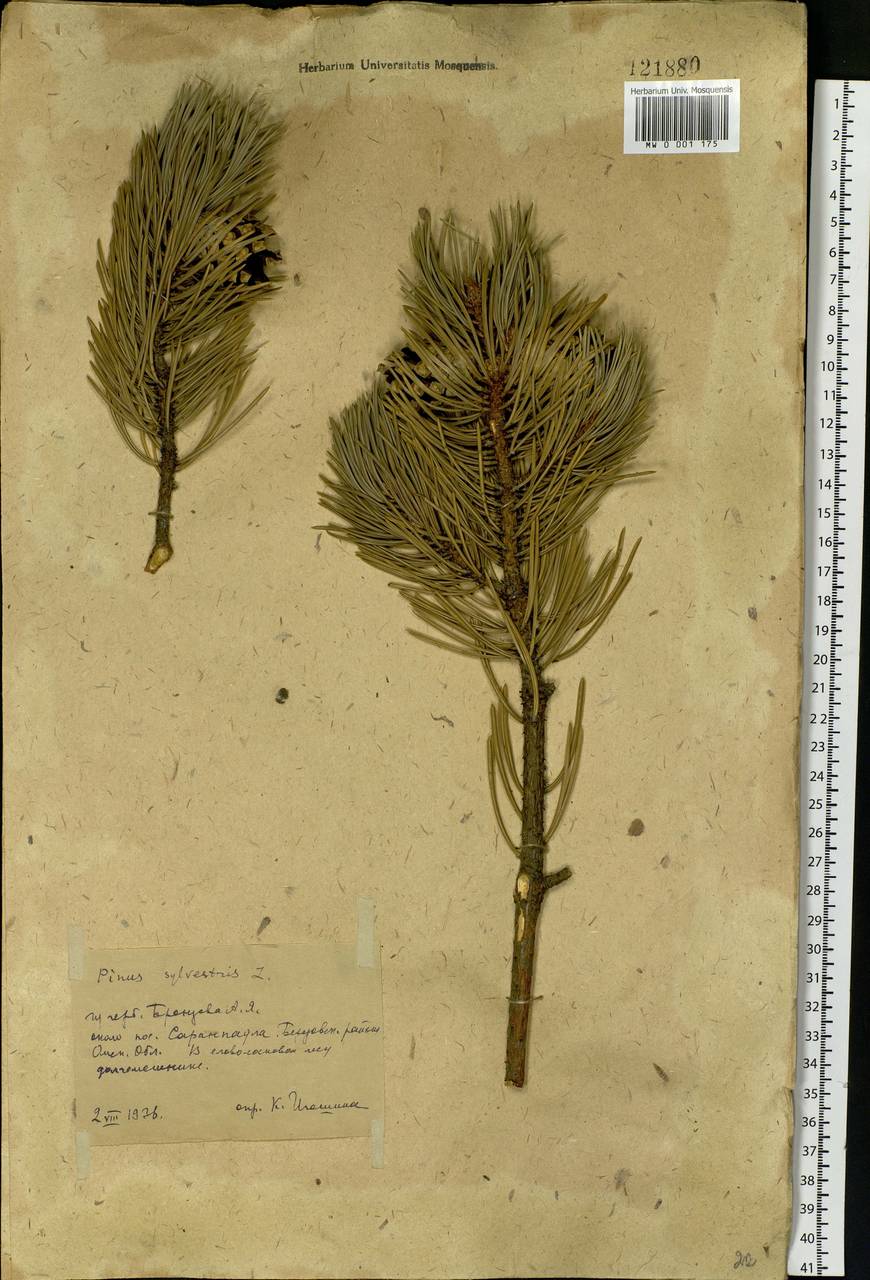 Pinus sylvestris L., Siberia, Western Siberia (S1) (Russia)