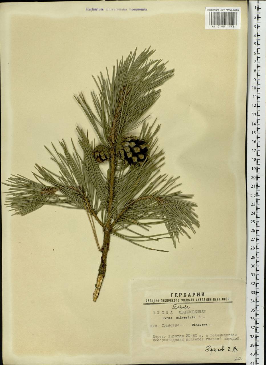 Pinus sylvestris L., Siberia, Western Siberia (S1) (Russia)
