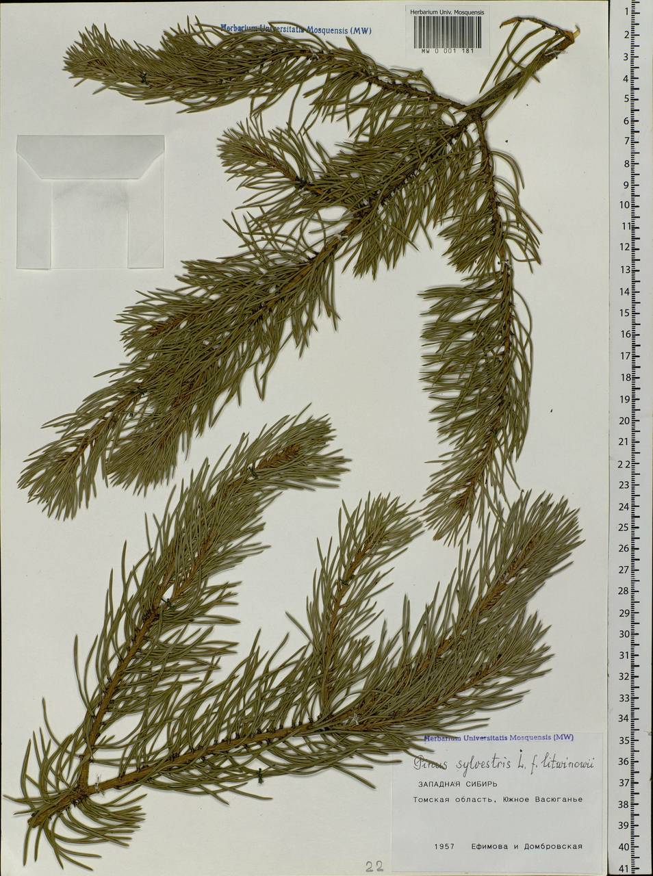 Pinus sylvestris L., Siberia, Western Siberia (S1) (Russia)