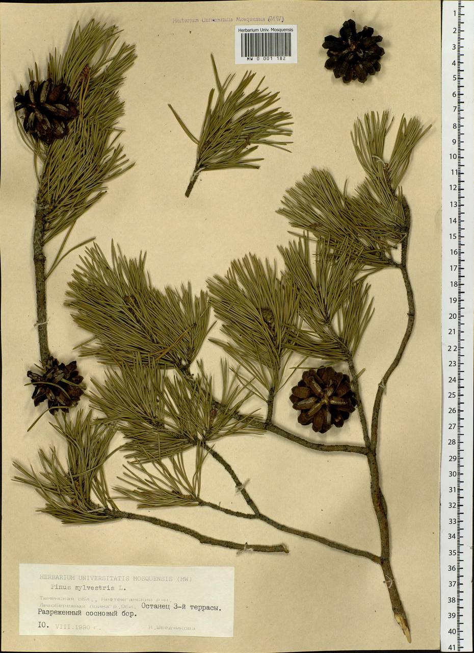 Pinus sylvestris L., Siberia, Western Siberia (S1) (Russia)