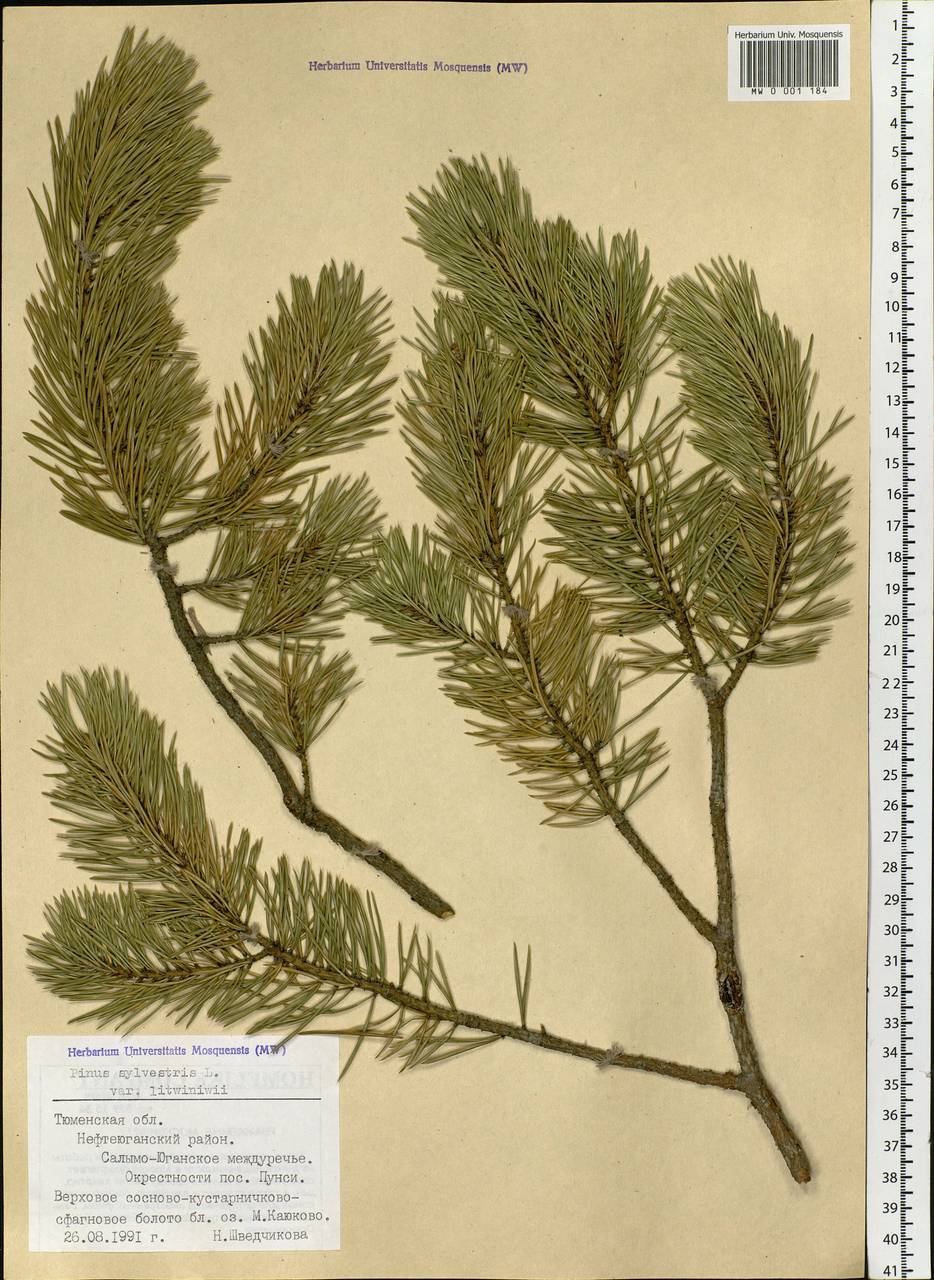 Pinus sylvestris L., Siberia, Western Siberia (S1) (Russia)