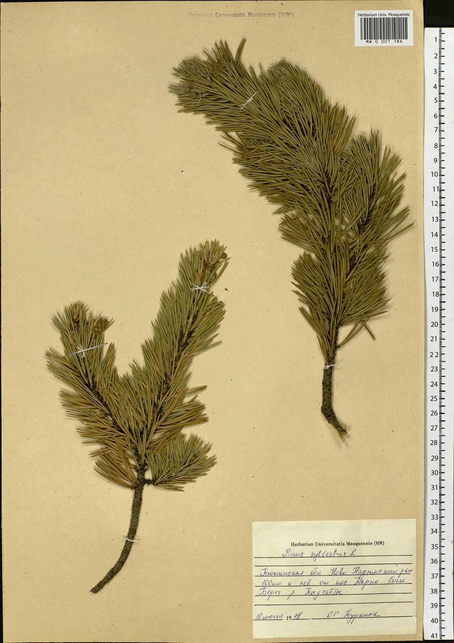 Pinus sylvestris L., Siberia, Western Siberia (S1) (Russia)