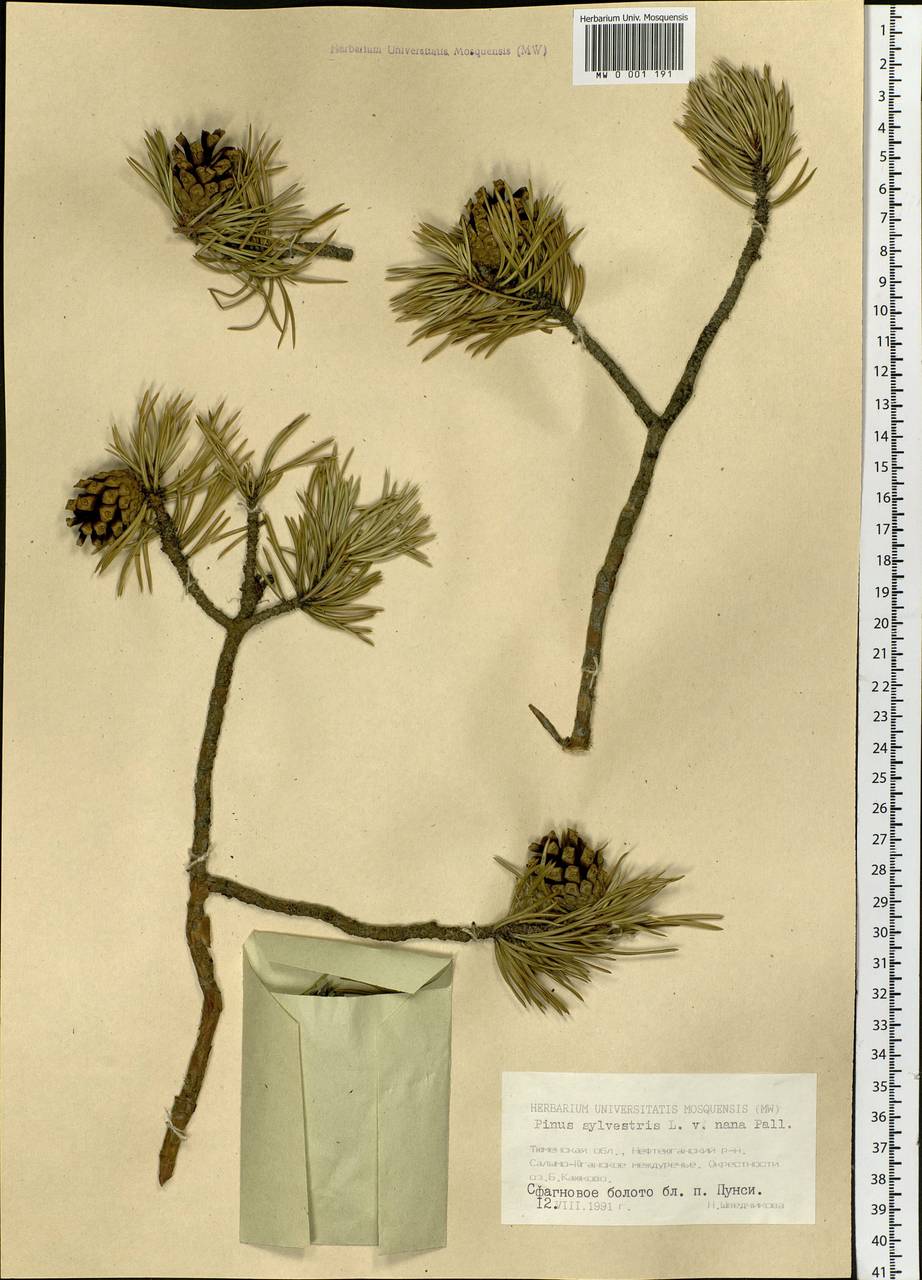 Pinus sylvestris L., Siberia, Western Siberia (S1) (Russia)