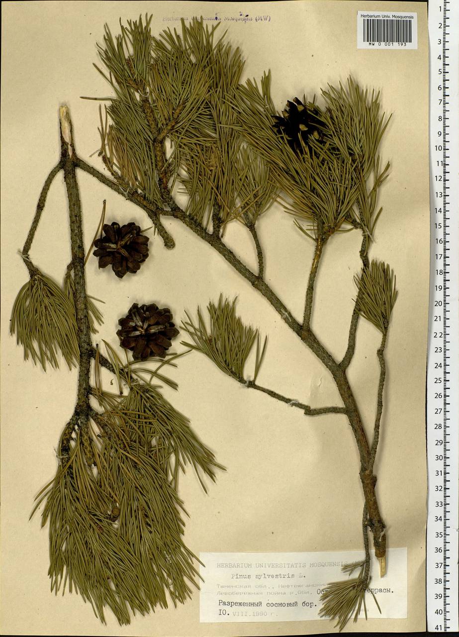 Pinus sylvestris L., Siberia, Western Siberia (S1) (Russia)