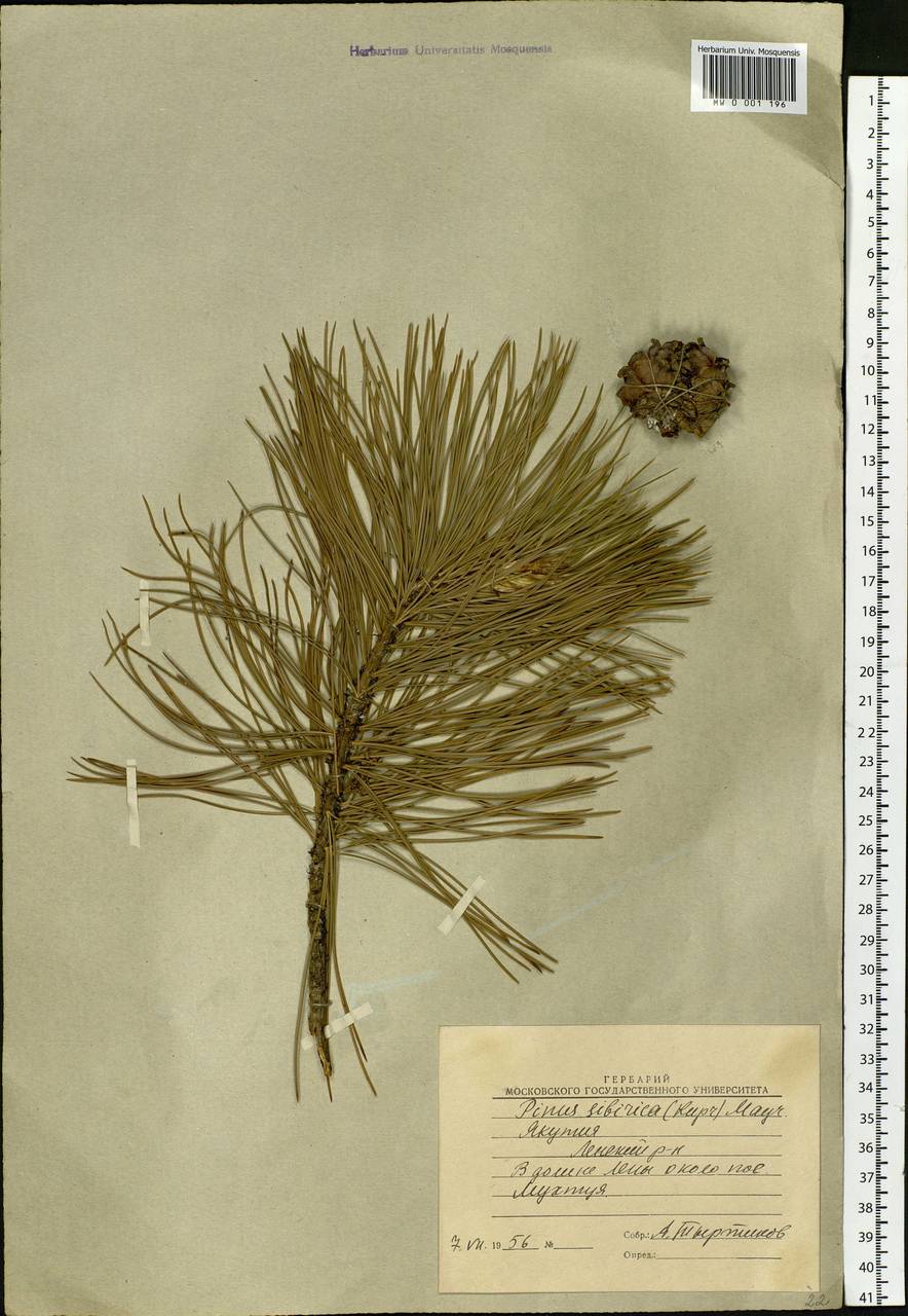 Pinus sibirica Du Tour, Siberia, Yakutia (S5) (Russia)