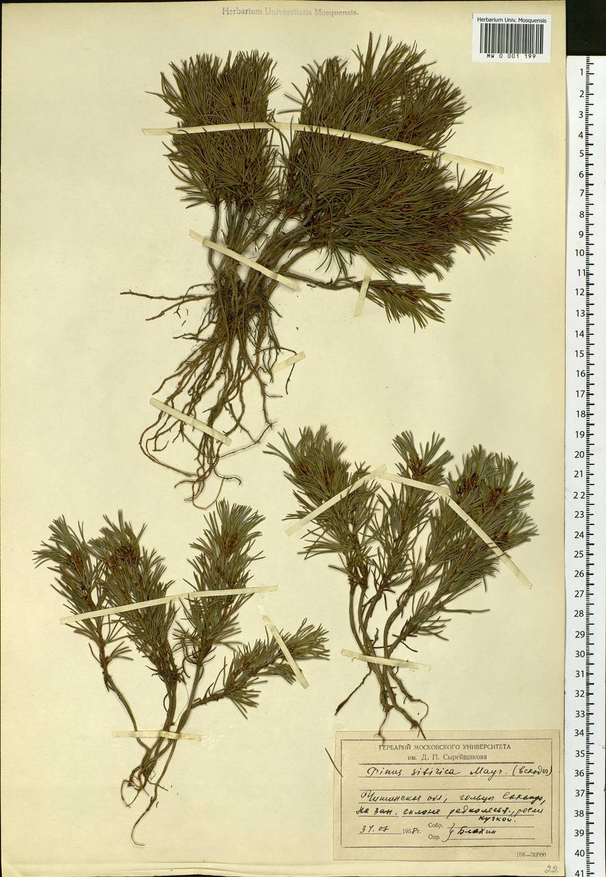 Pinus sibirica Du Tour, Siberia, Baikal & Transbaikal region (S4) (Russia)