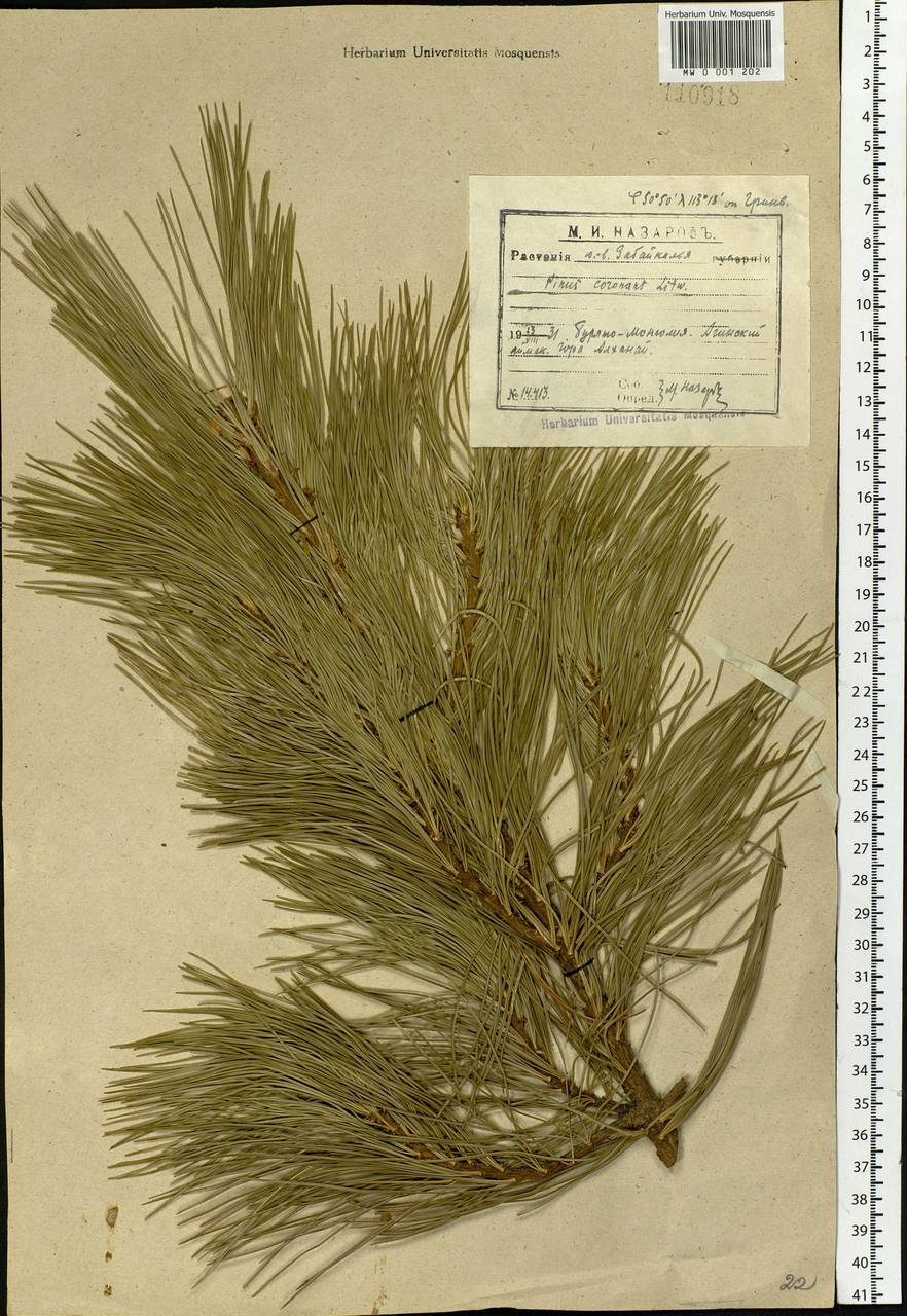 Pinus sibirica Du Tour, Siberia, Baikal & Transbaikal region (S4) (Russia)
