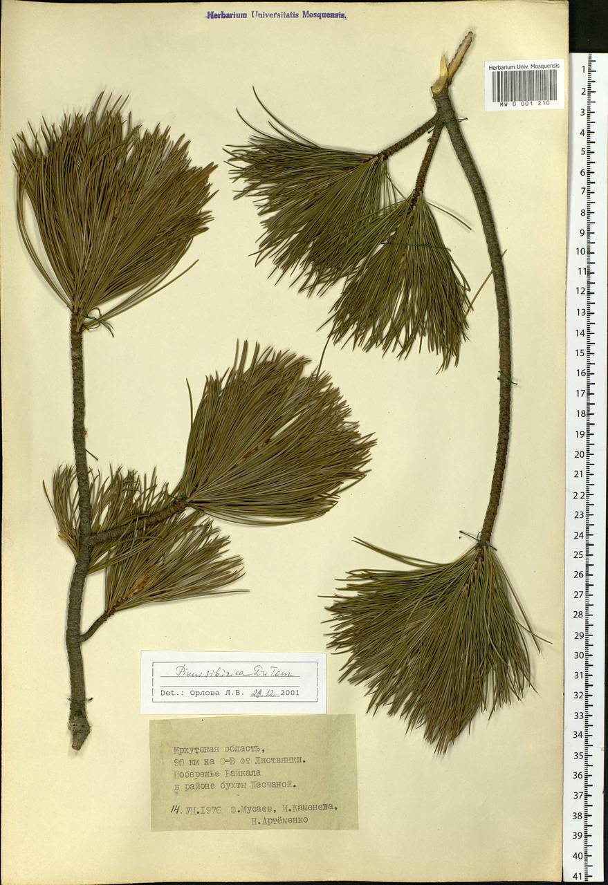 Pinus sibirica Du Tour, Siberia, Baikal & Transbaikal region (S4) (Russia)