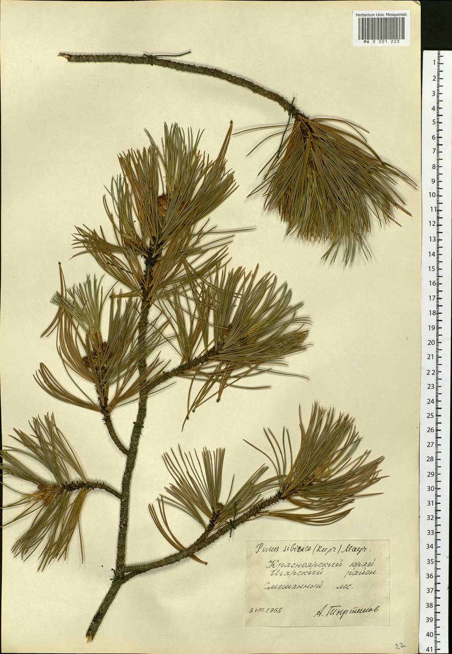 Pinus sibirica Du Tour, Siberia, Central Siberia (S3) (Russia)