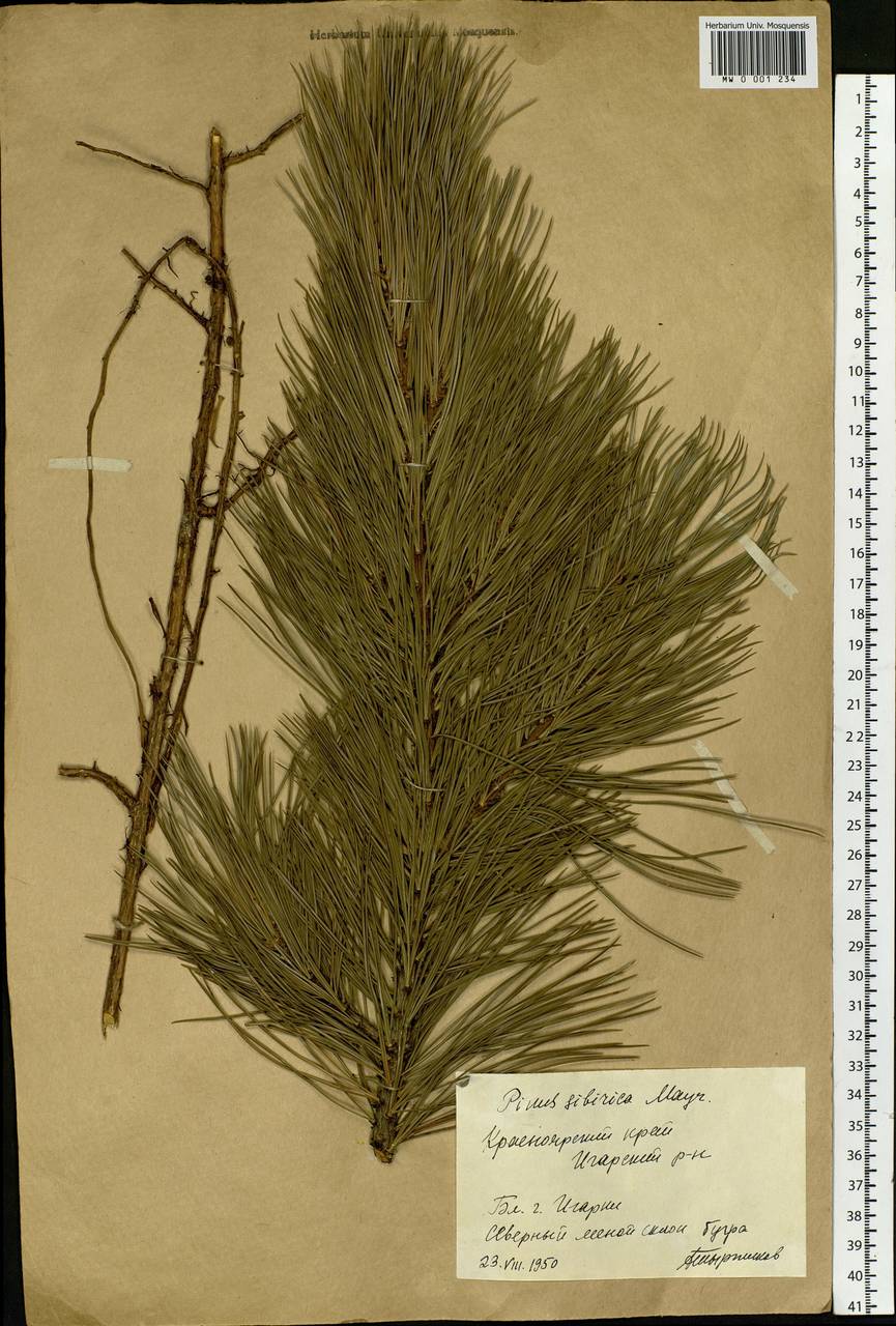 Pinus sibirica Du Tour, Siberia, Central Siberia (S3) (Russia)