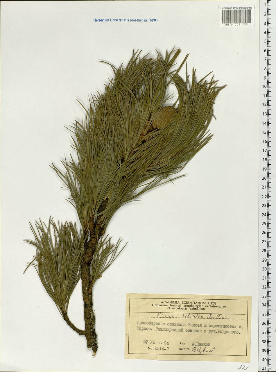 Pinus sibirica Du Tour, Siberia, Central Siberia (S3) (Russia)