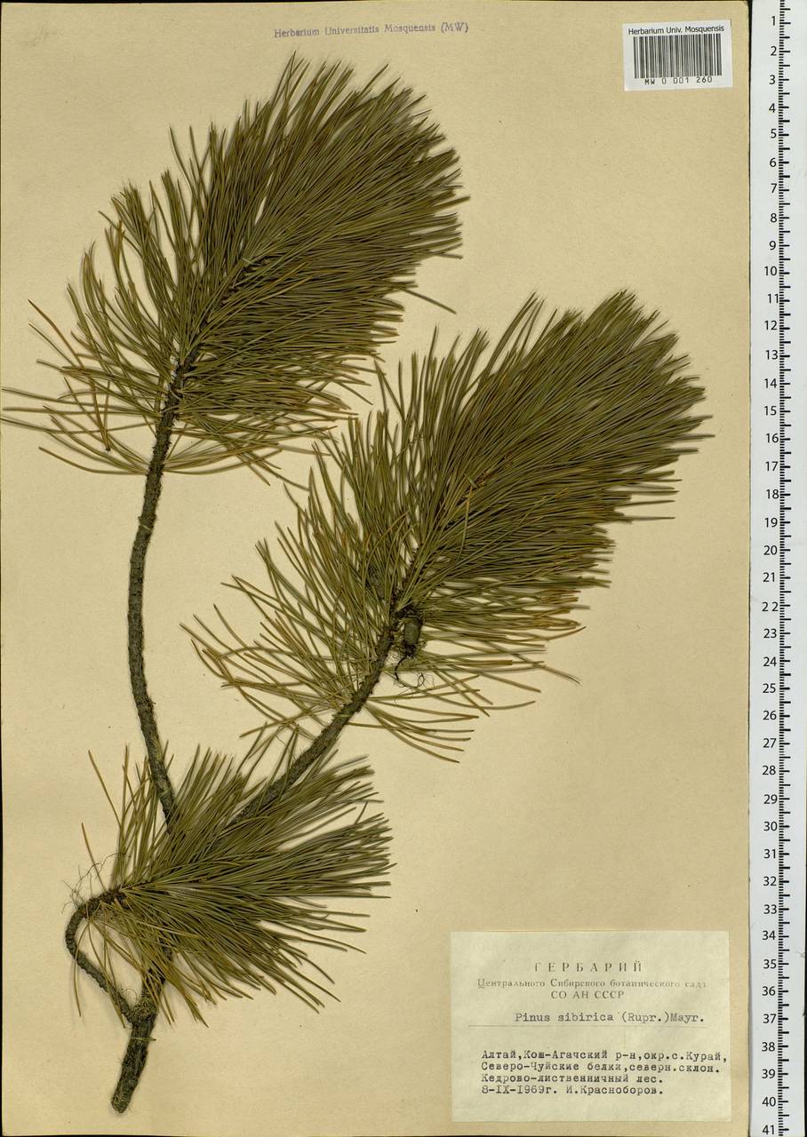 Pinus sibirica Du Tour, Siberia, Altai & Sayany Mountains (S2) (Russia)