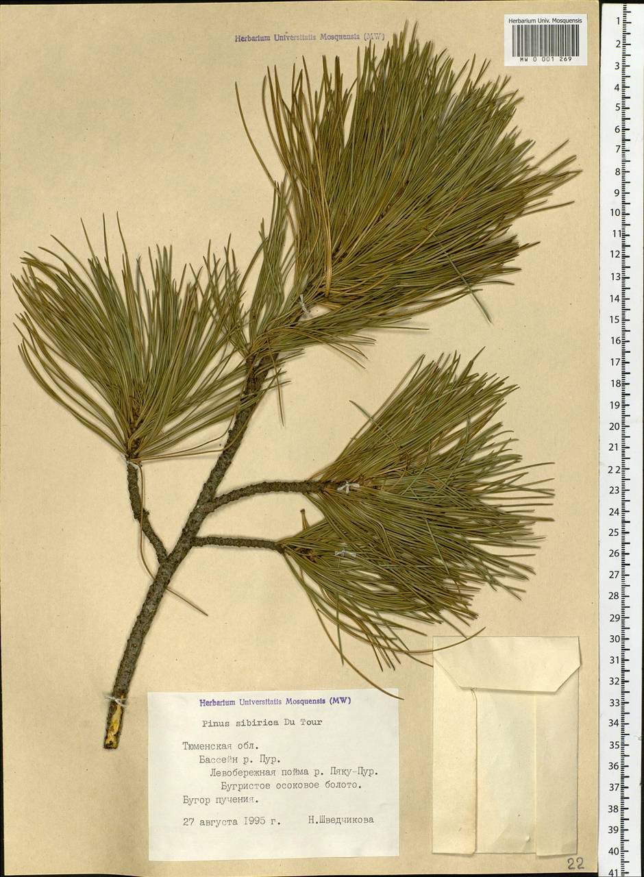 Pinus sibirica Du Tour, Siberia, Western Siberia (S1) (Russia)