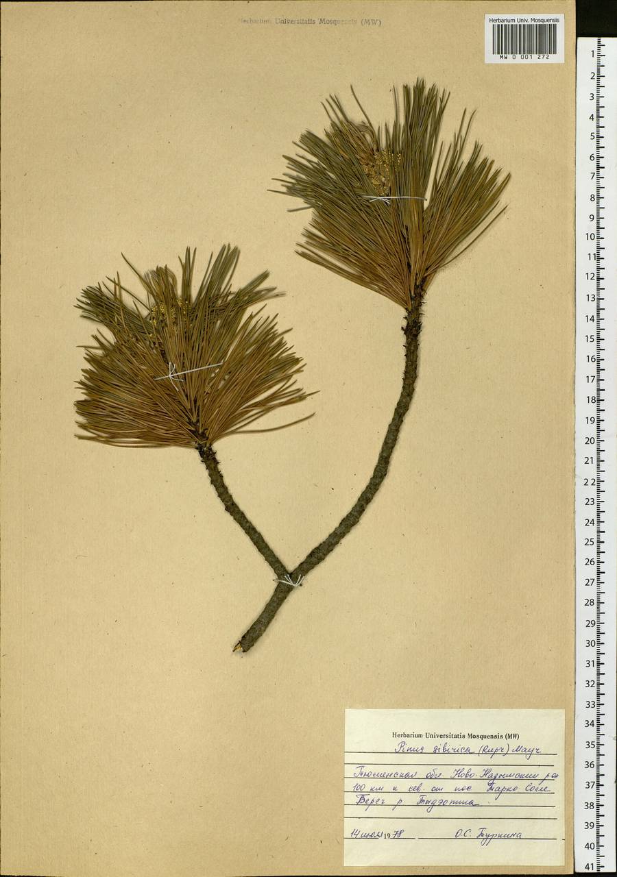 Pinus sibirica Du Tour, Siberia, Western Siberia (S1) (Russia)