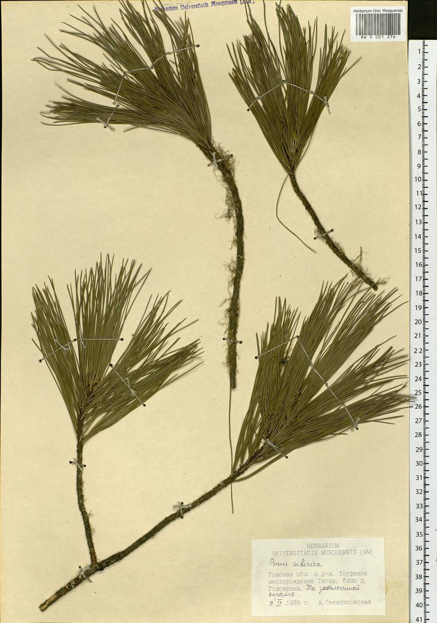 Pinus sibirica Du Tour, Siberia, Western Siberia (S1) (Russia)