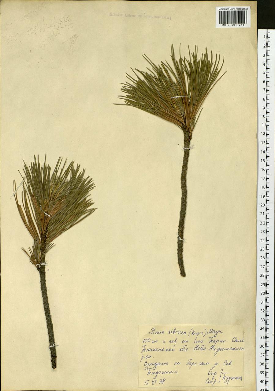 Pinus sibirica Du Tour, Siberia, Western Siberia (S1) (Russia)