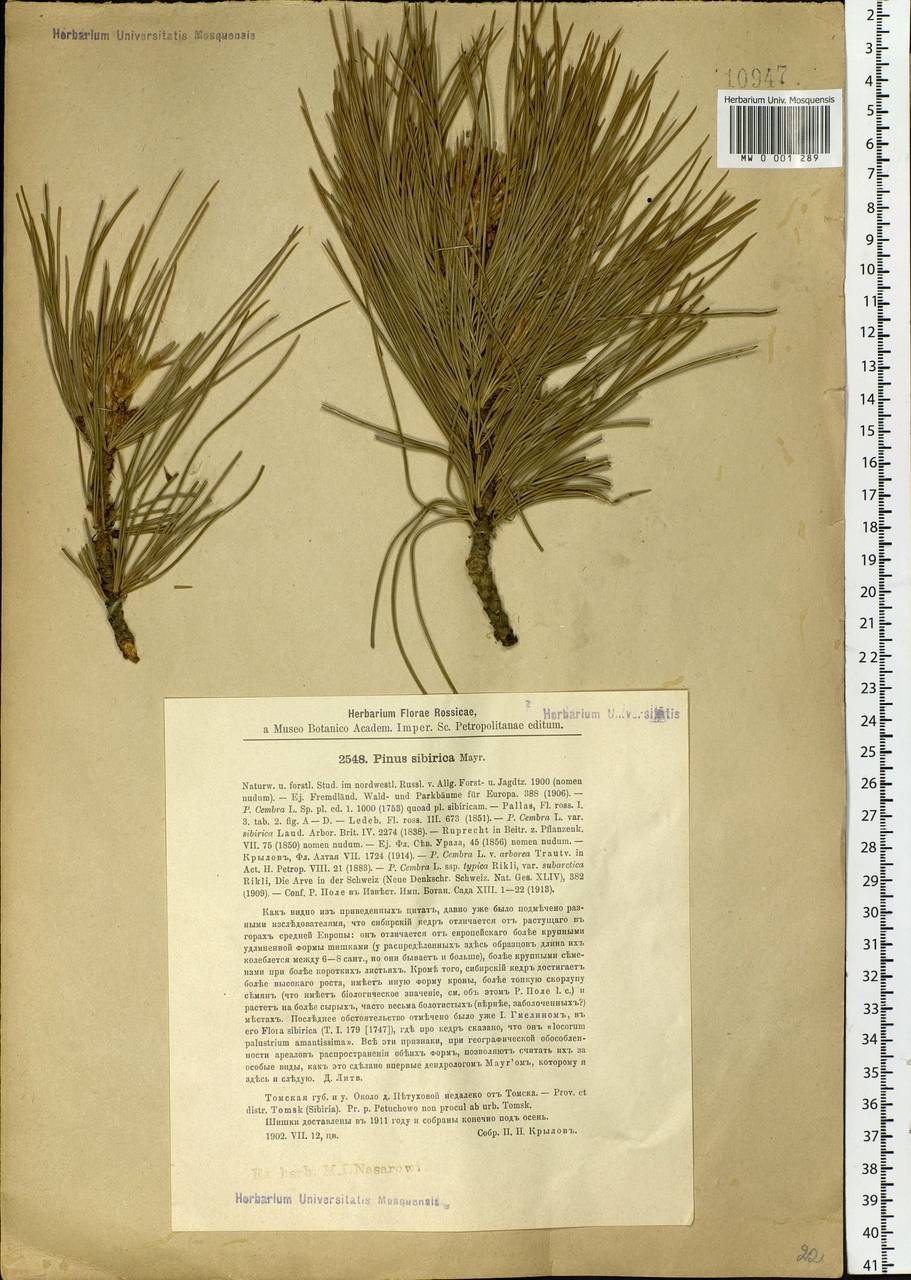 Pinus sibirica Du Tour, Siberia, Western Siberia (S1) (Russia)