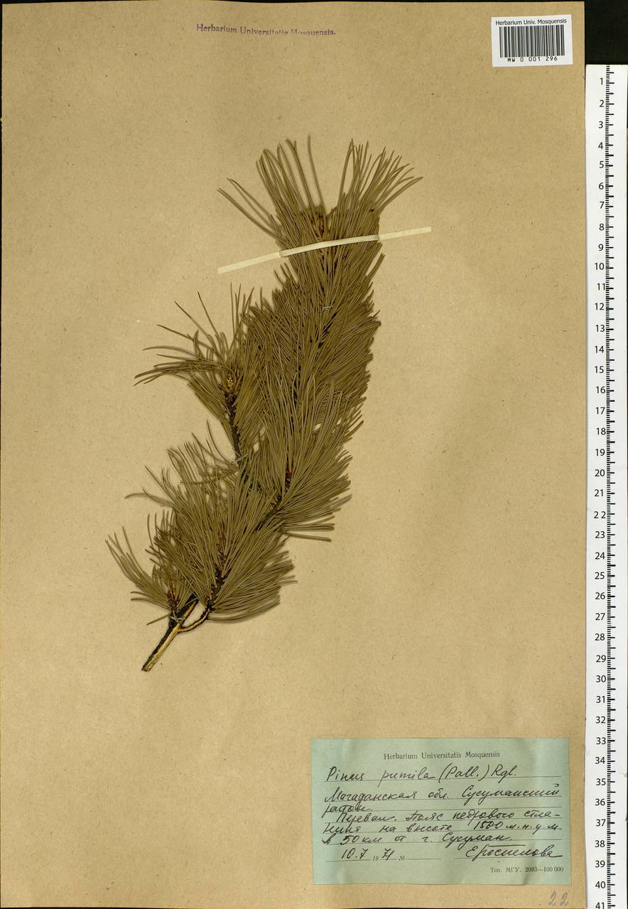 Pinus pumila (Parl.) Regel, Siberia, Chukotka & Kamchatka (S7) (Russia)