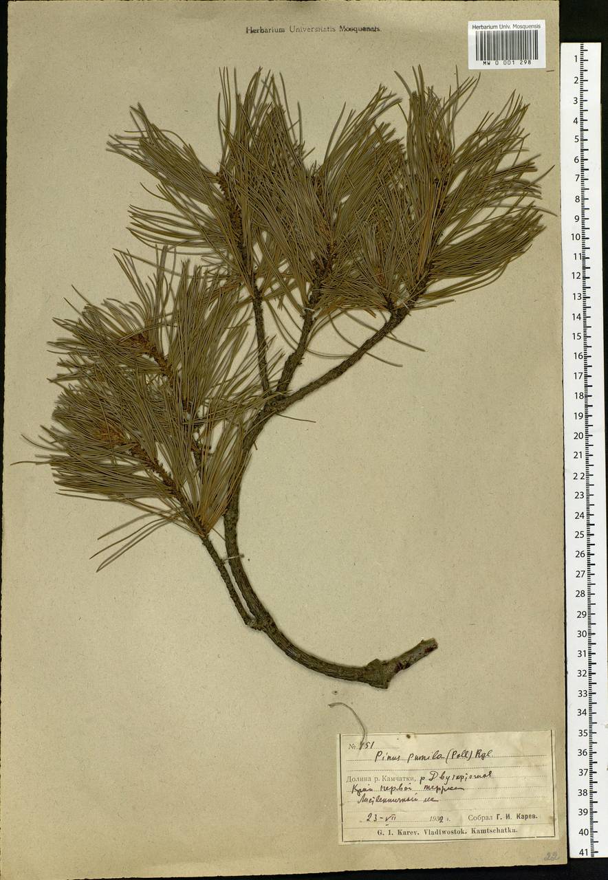 Pinus pumila (Pall.) Regel, Siberia, Chukotka & Kamchatka (S7) (Russia)