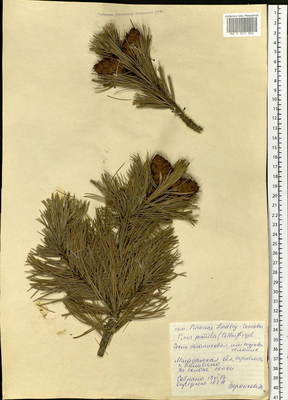 Pinus pumila (Parl.) Regel, Siberia, Chukotka & Kamchatka (S7) (Russia)