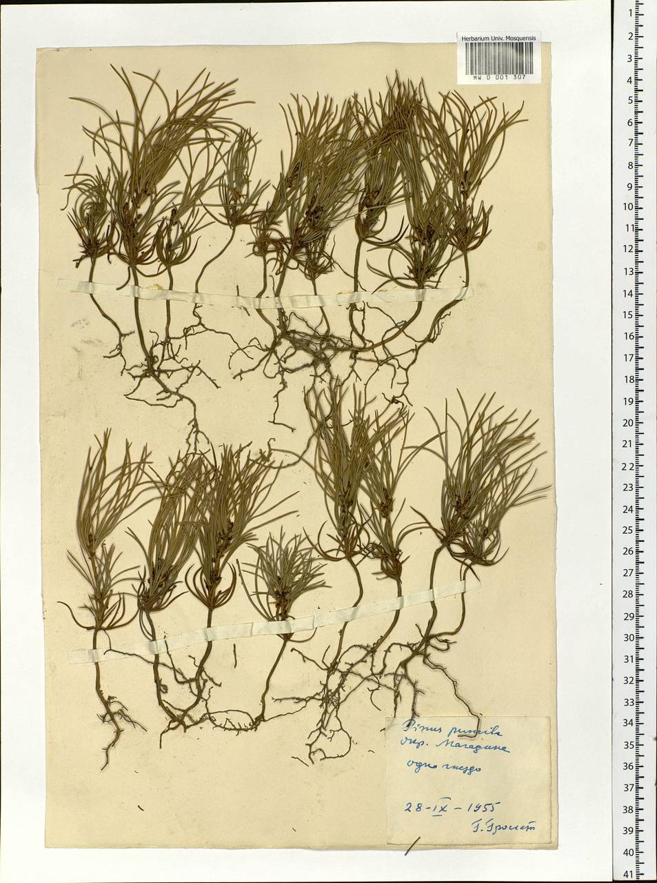 Pinus pumila (Parl.) Regel, Siberia, Chukotka & Kamchatka (S7) (Russia)