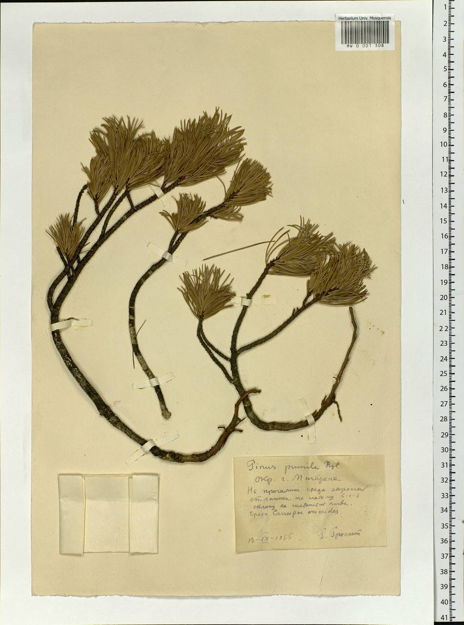Pinus pumila (Pall.) Regel, Siberia, Chukotka & Kamchatka (S7) (Russia)