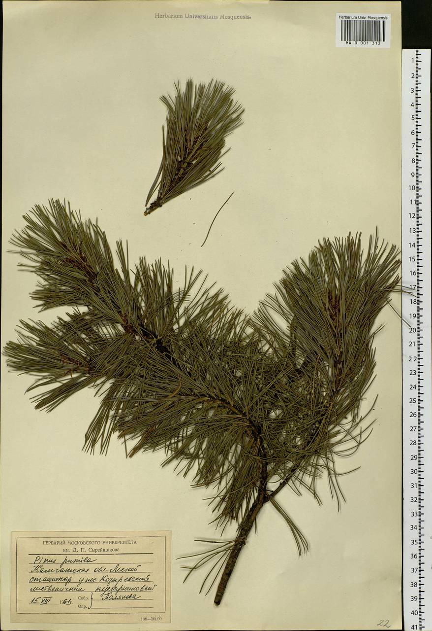 Pinus pumila (Parl.) Regel, Siberia, Chukotka & Kamchatka (S7) (Russia)