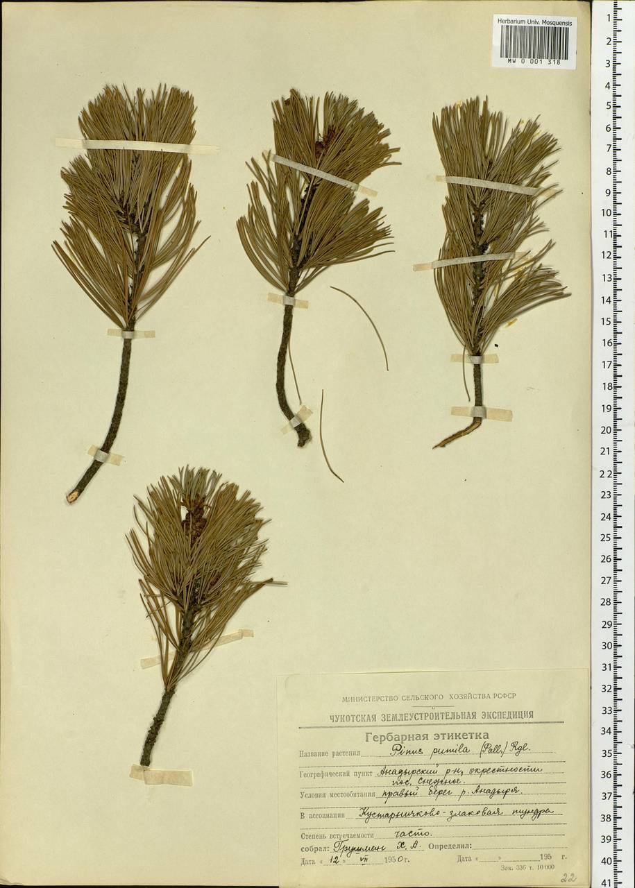 Pinus pumila (Parl.) Regel, Siberia, Chukotka & Kamchatka (S7) (Russia)