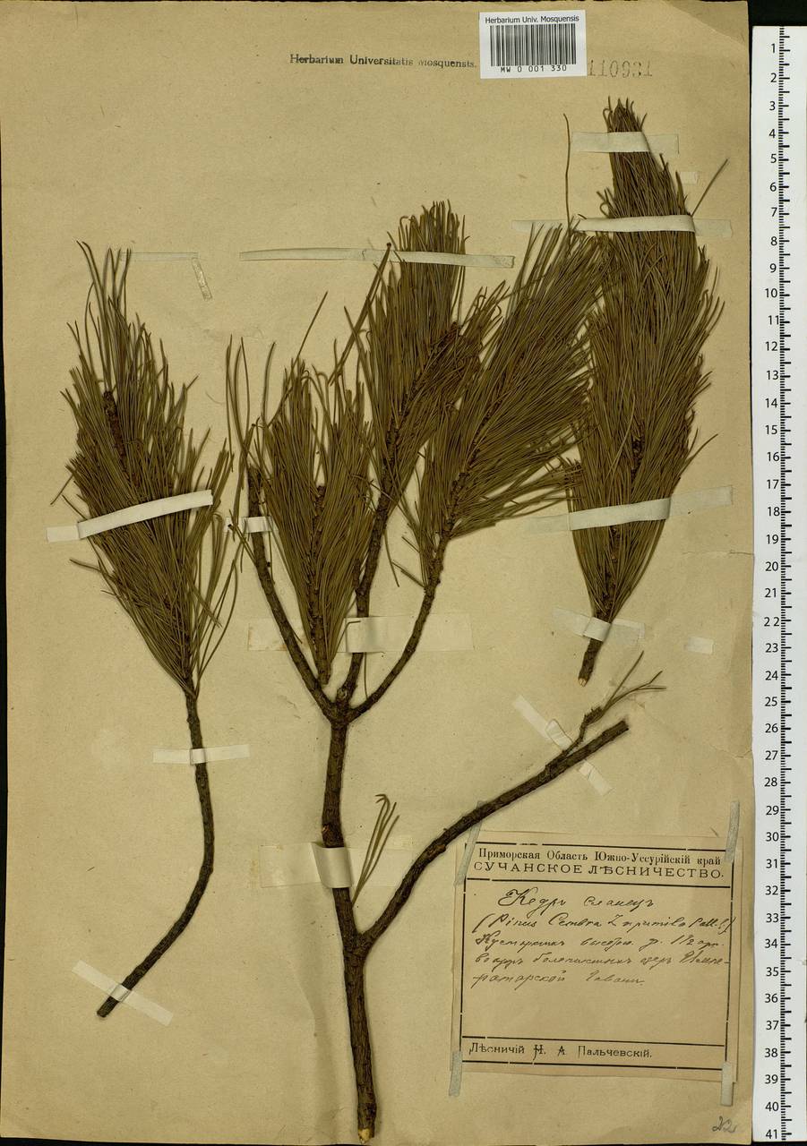 Pinus pumila (Pall.) Regel, Siberia, Russian Far East (S6) (Russia)
