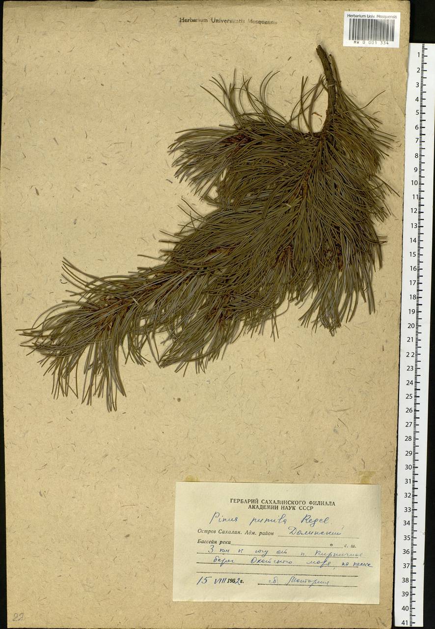 Pinus pumila (Parl.) Regel, Siberia, Russian Far East (S6) (Russia)