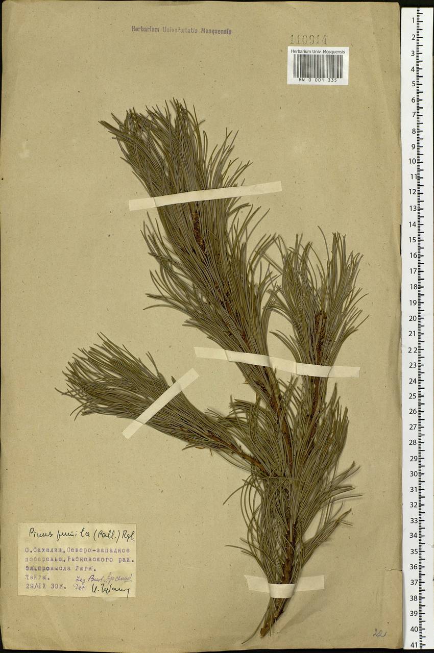 Pinus pumila (Parl.) Regel, Siberia, Russian Far East (S6) (Russia)