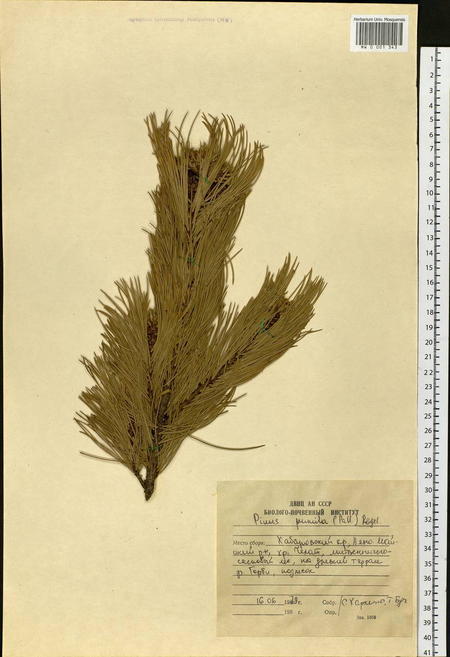 Pinus pumila (Parl.) Regel, Siberia, Russian Far East (S6) (Russia)