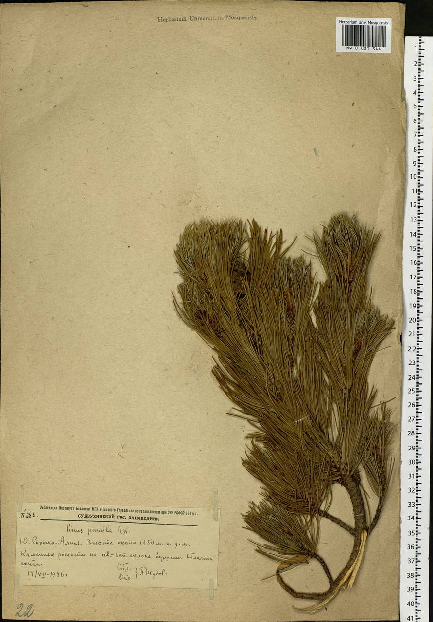 Pinus pumila (Parl.) Regel, Siberia, Russian Far East (S6) (Russia)