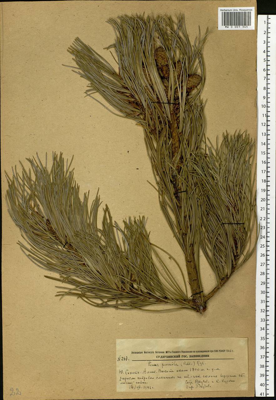 Pinus pumila (Pall.) Regel, Siberia, Russian Far East (S6) (Russia)