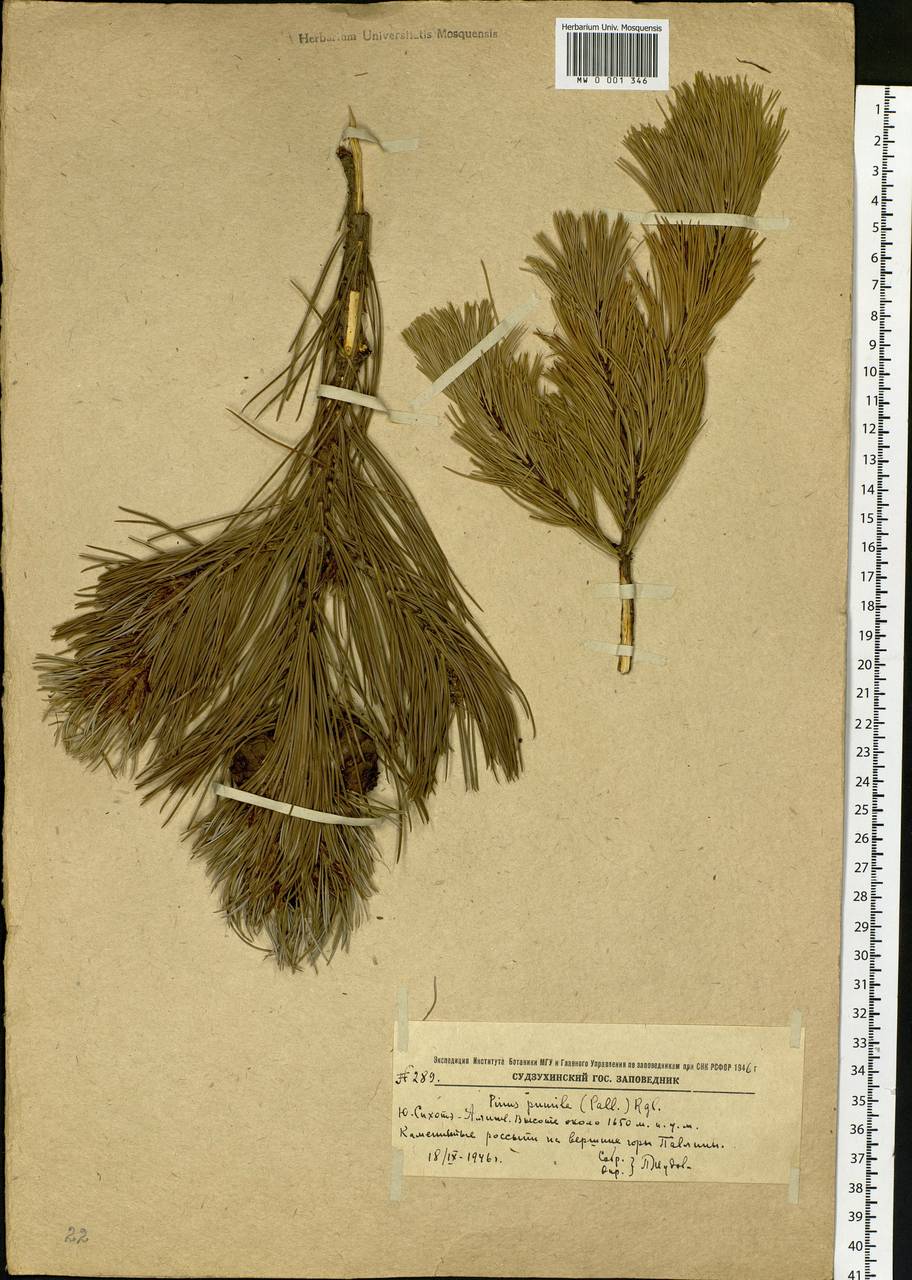 Pinus pumila (Parl.) Regel, Siberia, Russian Far East (S6) (Russia)
