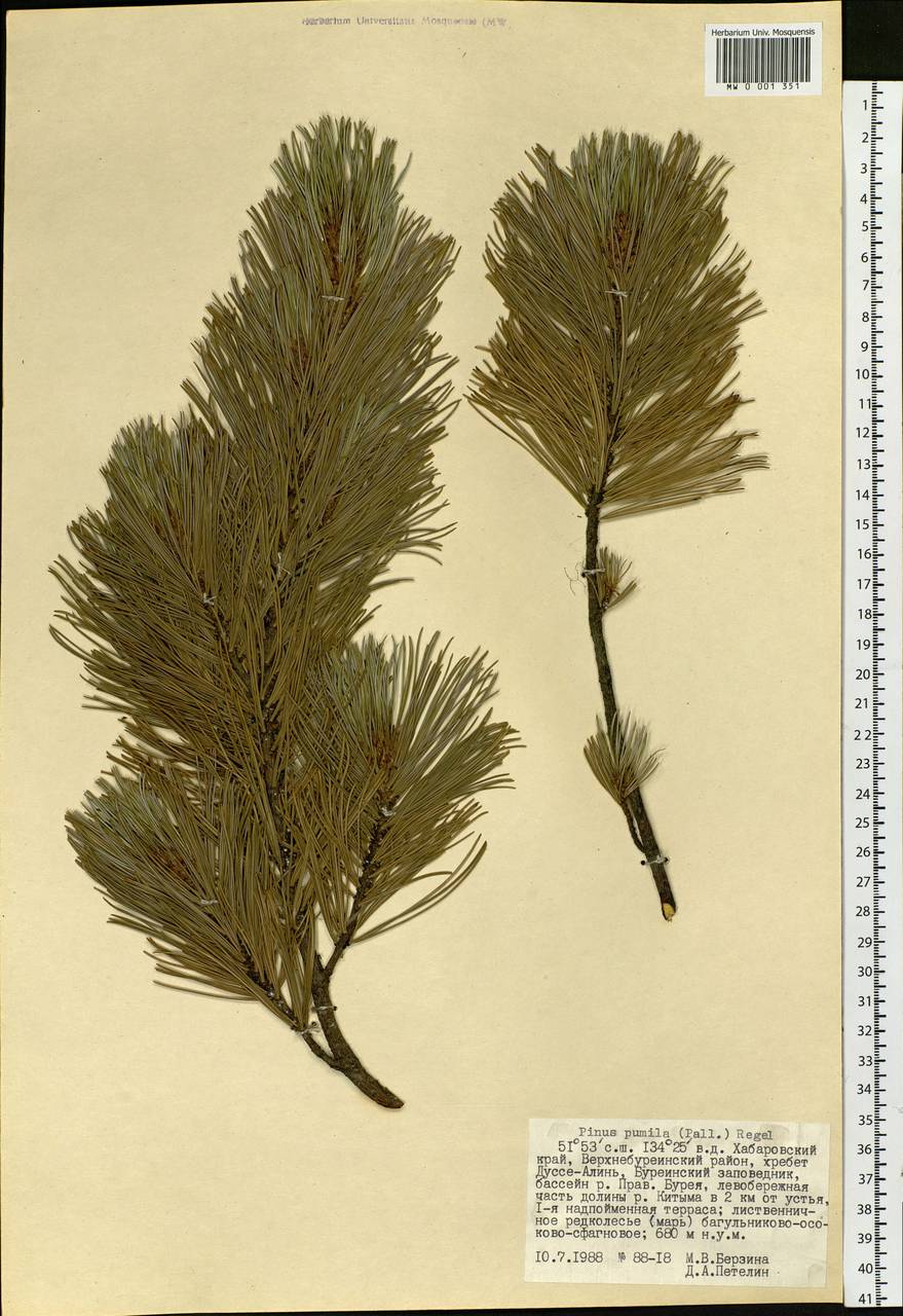 Pinus pumila (Parl.) Regel, Siberia, Russian Far East (S6) (Russia)