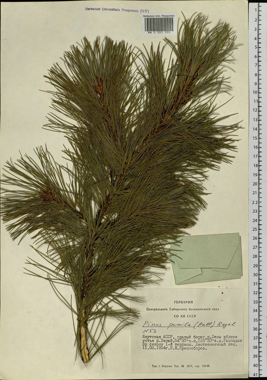 Pinus pumila (Pall.) Regel, Siberia, Yakutia (S5) (Russia)