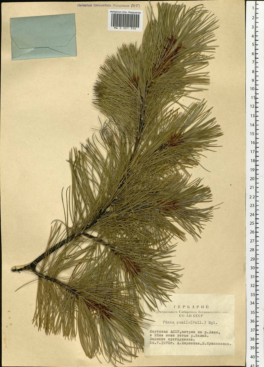 Pinus pumila (Parl.) Regel, Siberia, Yakutia (S5) (Russia)