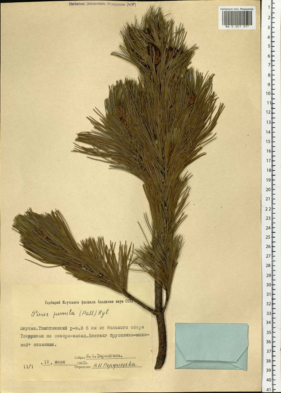 Pinus pumila (Parl.) Regel, Siberia, Yakutia (S5) (Russia)