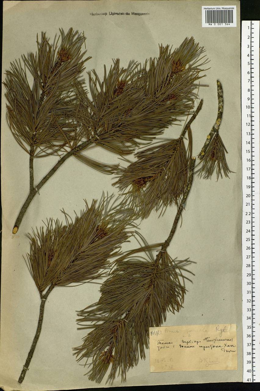 Pinus pumila (Pall.) Regel, Siberia, Yakutia (S5) (Russia)