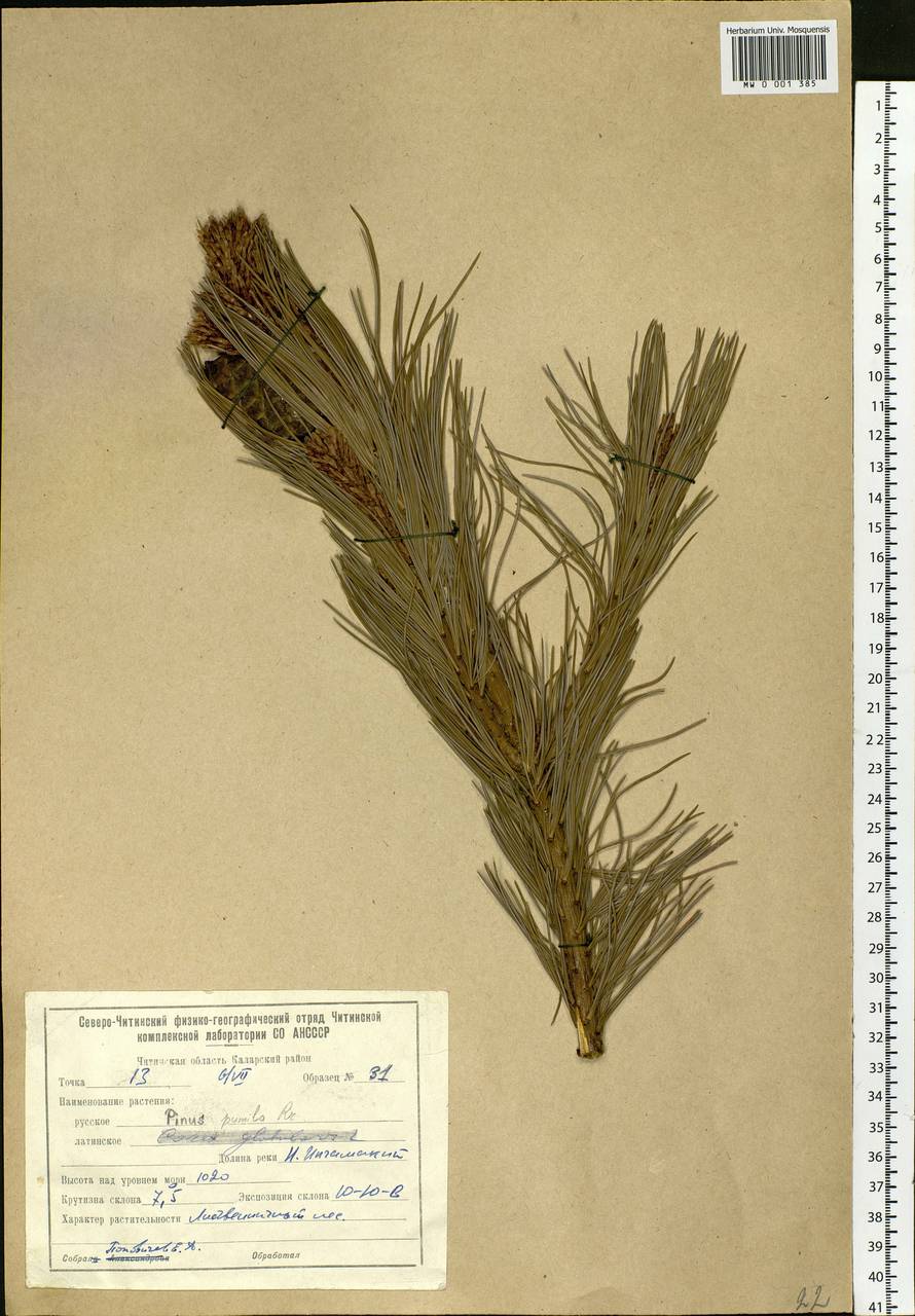 Pinus pumila (Parl.) Regel, Siberia, Baikal & Transbaikal region (S4) (Russia)